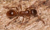 Myrmica_sp_20160501_02.jpg