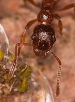 Myrmica_sp_20160501_01.jpg