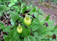 8-Cypripedium_6251.jpg