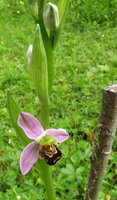 1-Ophrys.jpg