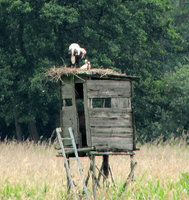 Nest-auf-Ansitz_6382.jpg