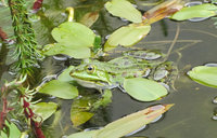 Grünfrosch_6380.jpg