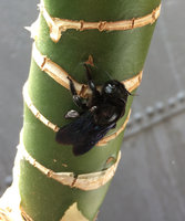 Xylocopa violacea.JPG