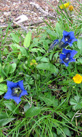 3-Gentiana_6548.jpg