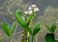 9-Menyanthes-6507.jpg