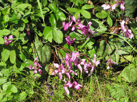 2-Cyclamen-6685.jpg