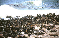 Namibia-1995-Seelöwen-895.jpg