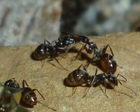 Trophallaxis.jpg