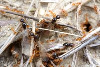 IMG_9097a.jpg (448.56 KiB) 16759-mal betrachtet IMG_9097a.jpg