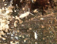 Collembola.JPG