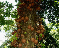 Kanonenkugelbaum.-Sri-Lanka.jpg