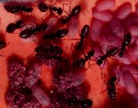 Lasius-niger-rote-Folie.jpg