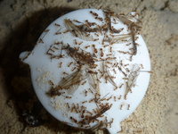 Pheidole3.JPG