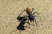 13-Okapuka867.jpg (587.12 KiB) 86696-mal betrachtet 13-Okapuka867.jpg