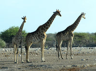 31-989-Giraffen.jpg