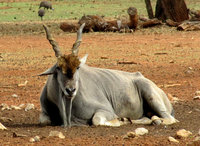 4-Eland_6930.jpg