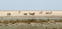 2-Zebras-006.jpg