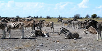 6-Zebras-032.jpg