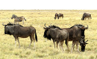 9 -Gnus-016.jpg