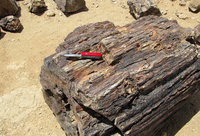 3-Petr.forest-074.jpg (710.89 KiB) 75226-mal betrachtet 3-Petr.forest-074.jpg