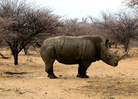 Rhinopipi-894.jpg
