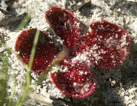 2-069-Drosera.jpg