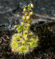 3-Drosera.jpg