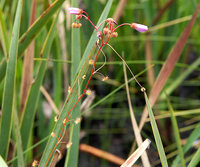 4-111-Drosera.jpg