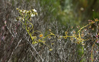 5-083-Drosera.jpg