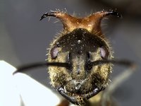 polyrachis head.jpg