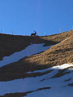 Alpensteinbock Sichel Sieben Hengste.JPG