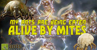 My-Ants-Are-Being-Eaten-Alive-by-Mites-960x500.jpg