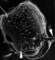 3-L.-ac.amputiert.jpg (148.43 KiB) 101285-mal betrachtet 3-L.-ac.amputiert.jpg