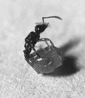 Teleutomyrmex-queen.jpg