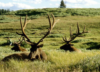 Elks-im-Bast-987.jpg