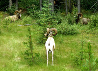 Bighorn-1009.jpg