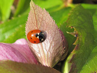 1-Coccinella_7280.jpg