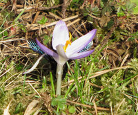 Xyl-Crocus_7310.jpg