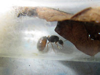 Solenopsis fugax Gründung.JPG