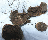 Acorn-ants-(USA)2.jpg (502.24 KiB) 35568-mal betrachtet Acorn-ants-(USA)2.jpg