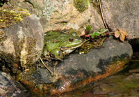 2-Frosch_7346+.jpg