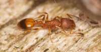 Themnothorax_cf_unifasciatus_20170318.jpg