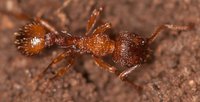 Myrmica_sp_20170318_02.jpg