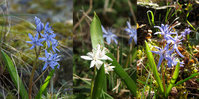 Scilla-bifolia.jpg