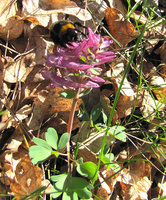 4-Hummel,Corydalis_7380.jpg