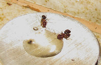 L.br.-517klhell.jpg (370.1 KiB) 96573-mal betrachtet L.br.-517klhell.jpg