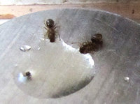 L.br.-508klweb.jpg (475.45 KiB) 97115-mal betrachtet L.br.-508klweb.jpg