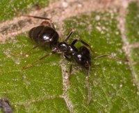 Lasius_sp_20170513_01.jpg