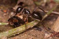 Lasius_sp_20170513_12.jpg