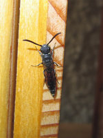 Sapygina cf. decemguttata.JPG